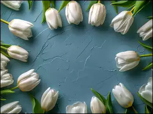 Tło, Białe, Tulipany, Liście
