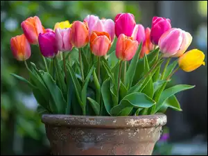 Donica, Kolorowe, Tulipany