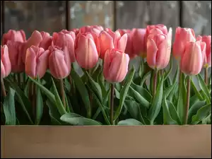 Tulipany, Pudełko, Różowe, Kwiaty, Listki