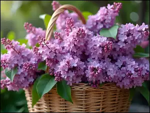 Fioletowy bez w wiklinowym koszyku