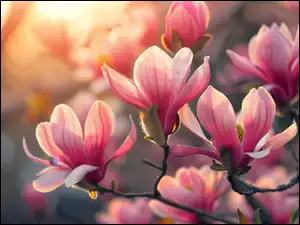 Magnolia, Różowe, Rozwinięte, Kwiaty