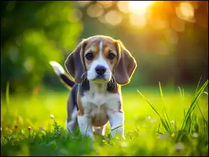 Pies, Beagle, Słoneczne, Grafika, Szczeniak, Światło