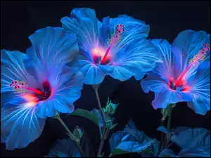 Grafika, Kwiaty, Niebieskie, Hibiskusy