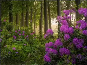 Drzewa, Las, Kwiaty, Rododendrony, Krzewy, Fioletowe