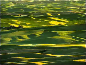Łąki, Pola, Stany Zjednoczone, Wzgórza, Stan Waszyngton, Region Palouse, Steptoe Butte State Park