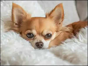 Grafika, Chihuahua, Futrzany, Pled