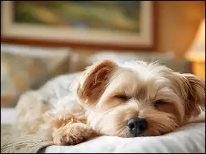Yorkshire terrier, Pies, Śpiący