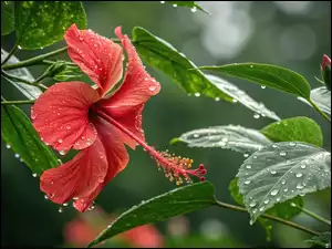 Czerwony, Kwiat, Grafika, Hibiskus, Liście, Mokre, Krople