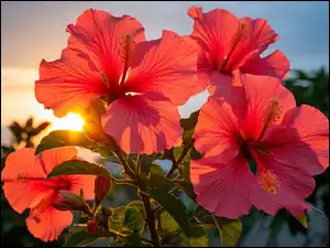 Kwiaty, Hibiskusy