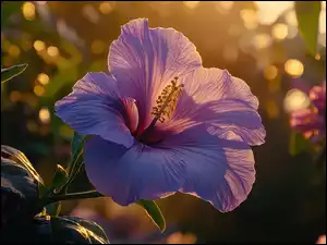 Purpurowy, Hibiskus, Słoneczne, Grafika, Kwiat, Światło