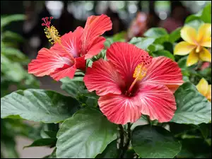 Hibiskusy, Dwa, Zielone, Grafika, Kwiaty, Liście