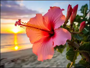 Grafika, Hibiskus, Kwiat, Zachód słońca