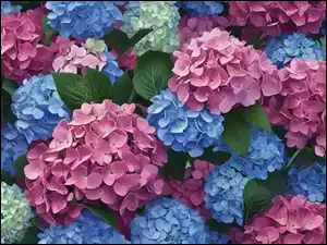 Hortensje, Niebieskie, Rozkwitnięte, Kwiaty, Różowe