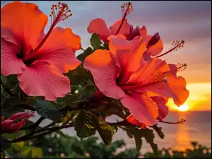 Kwiaty, Grafika, Hibiskusy, Czerwone, Zachód słońca