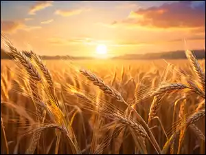 Pole, Grafika, Zboże, Kłosy, Zachód słońca