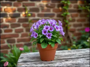 Grafika, Fioletowe, Kwiaty, Doniczka