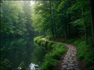 Las, Drzewa, Rzeka, Ścieżka
