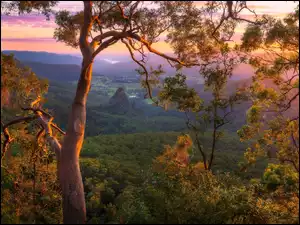 Drzewa, Australia, Dolina, Gałęzie, Queensland, Numinbah Valley, Wschód słońca, Góry