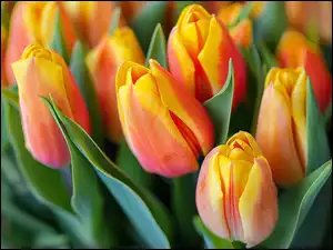 Zbliżenie, Tulipany, Żółto-czerwone, Liście