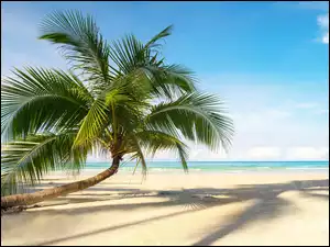 Cień, Morze, Plaża, Palma