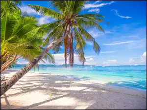 Cień, Tropiki, Plaża, Palmy, Morze