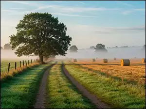 Drzewo przy polnej drodze i bele słomy na zamglonym polu