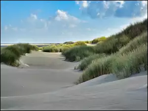 Trawa, Piasek, Plaża