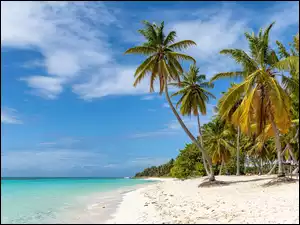Palmy nad brzegiem morza przy plaży