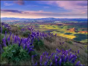 Wzgórza z łubinem w parku stanowym Steptoe Butte przy wschodzie słońca