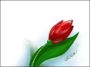 Kwiat, Tulipan