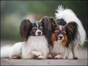 Spaniele kontynentalne miniaturowe Papillon, Dwa, Psy