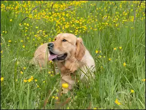 Pies golden retriever leżący na łące w trawie z żółtymi kwiatkami