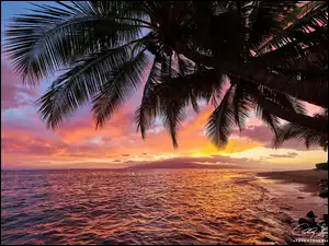 Hawaje, Maui, Zachód słońca, Stany Zjednoczone, Palmy, Plaża, Morze