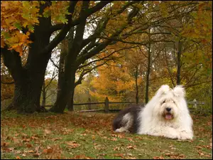 Owczarek staroangielski Bobtail, jesień