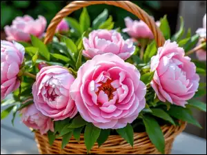 Koszyk, Wiklinowy, Piwonie, Listki, Różowe, Zielone