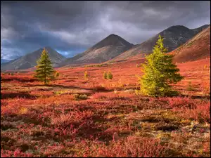 Góry, Rosja, Drzewa, Jesień, Chmury, Krzewy