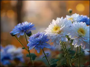 Niebieskie, Grafika AI, Białe, Chryzantemy, Kwiaty