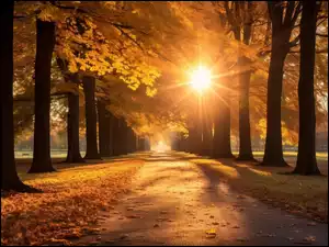 Park, Aleja, Drzewa, Jesień, Promienie słońca