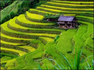 Dom na wzgórzu między polami ryżowymi w Wietnamie