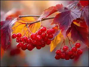 Gałązka, Jesienna, Owoce, Grafika, Czerwone, Liście