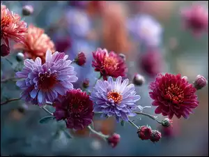 Chryzantemy, Grafika AI, Bordowe, Fioletowe, Kwiaty