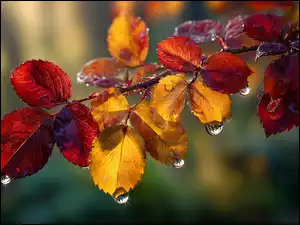 Grafika AI, Mokre, Jesienne, Liście