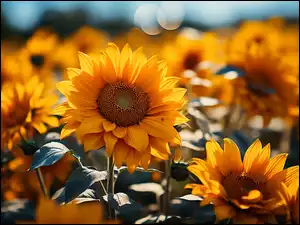 Liście, Kwiaty, Żółte, Słoneczniki