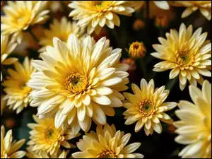 Rozświetlone światłem żółte chryzantemy