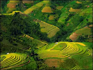 Wietnamskie tarasy ryżowe na wzgórzu