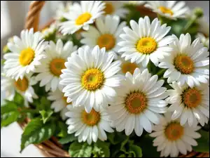 Koszyk, Białe, Stokrotki