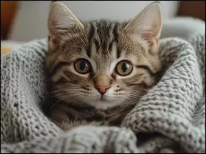 Koc, Szary, Mały, Kot