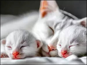 Spiące białe koty w garfice