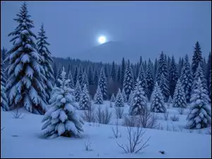 Ośnieżone świerki w zimowym lesie w blasku księżyca