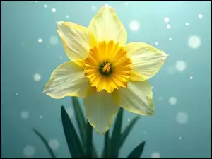 Narcyz żonkil, Rozkwitnięty, Kwiat